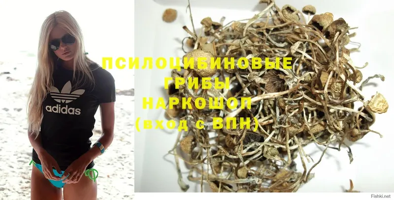 blacksprut как зайти  Задонск  Псилоцибиновые грибы Cubensis 